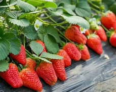 草莓用户